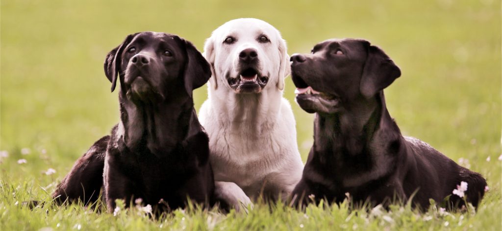 Labradorzucht im Bayern