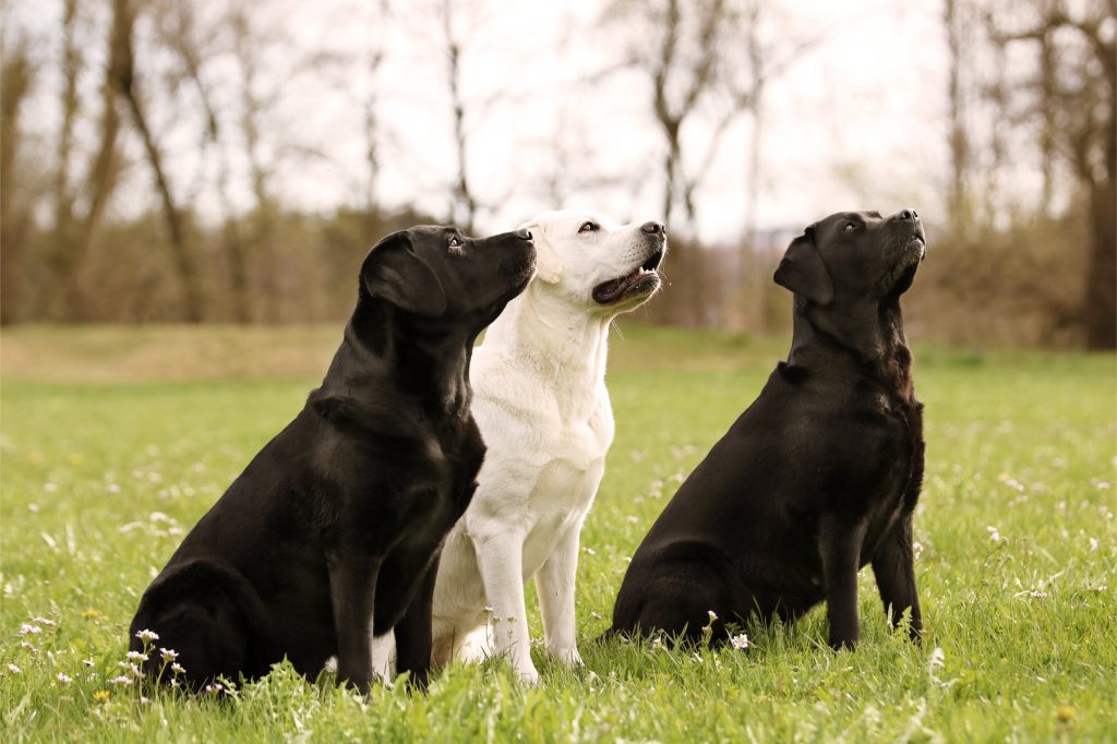 Labradorzucht bei Kempten