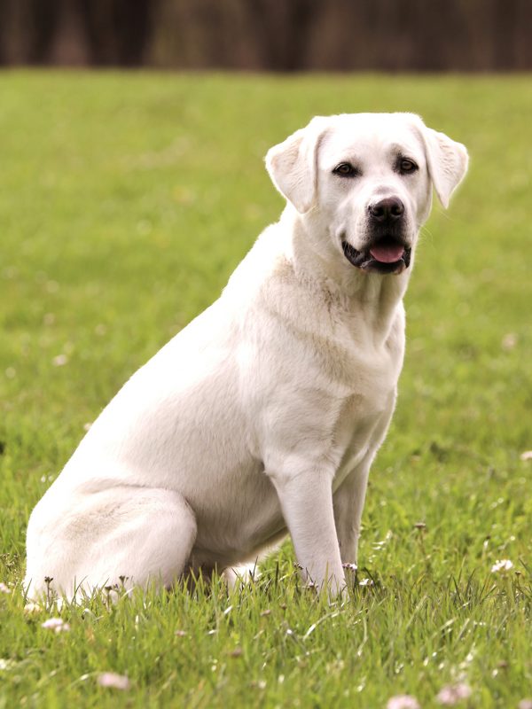 Labrador_am_Illerufer3